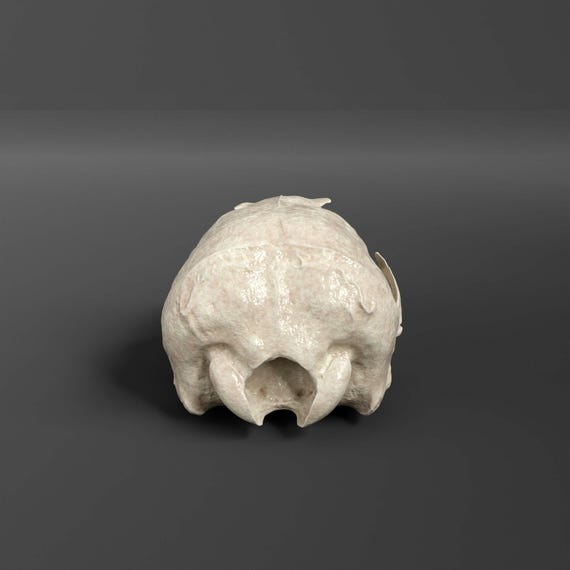 カリフォルニアアシカ（メス）の頭蓋骨レプリカ（博物館品質） - Etsy 日本