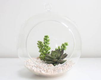 Clear Glass Hanging Terrarium Plant Globe