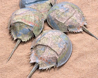 Cape Cod Map Horseshoe Crab Art | Coastal Wall Decor | Barnstable, Orleans, Brewster and Nauset Sandy Neck | Handmade Beach Art