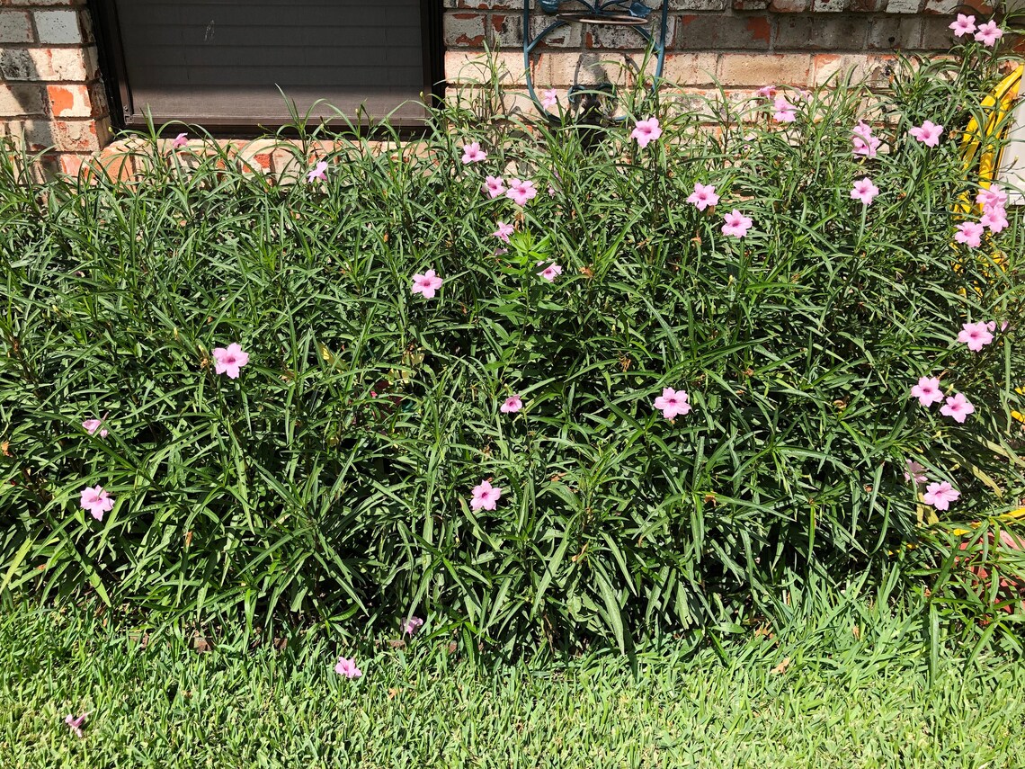 Mexican Petunia Pink 35 Seeds Plus 10 FREE Seeds - Etsy