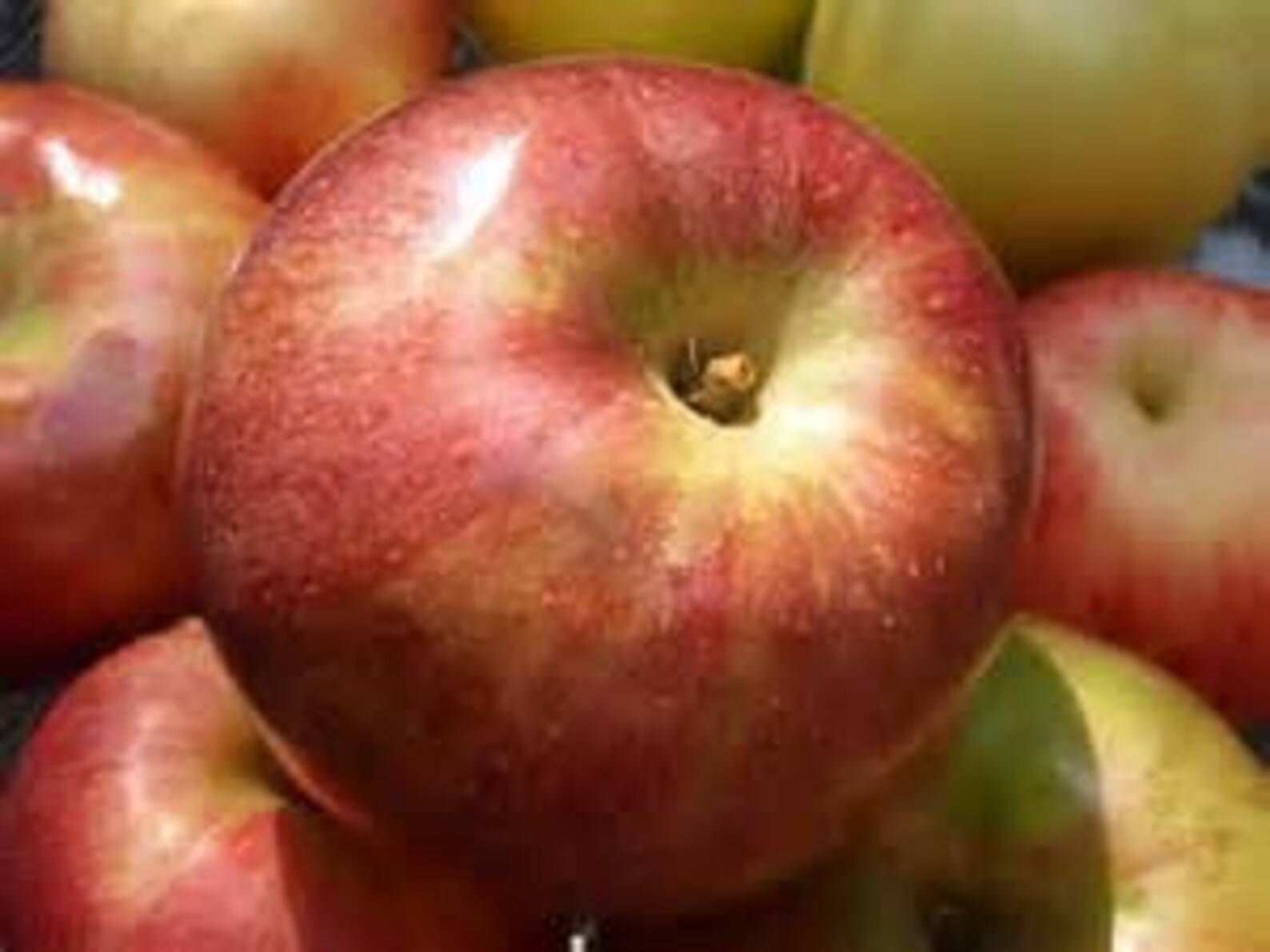 24 Macintosh Apple type Wax Tarts Melts Mcintosh Etsy