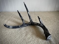 animal mounts
