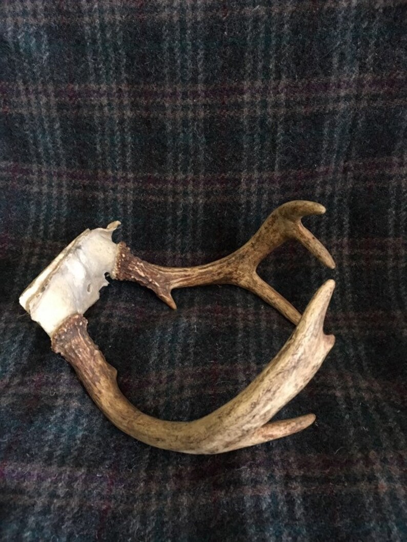 Whitetail Deer Antlers Taxidermy Real Whitetail Buck Mule Etsy