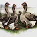 Inhaber von <a href='https://www.etsy.com/de/shop/GoosenestPrairieRose?ref=l2-about-shopname&from_page=listing' class='wt-text-link'>GoosenestPrairieRose</a>