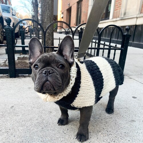 Dog Sweater With White Collar by Wooly Cow Knit Shop Hand Knit Etsy