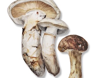 Matsutake Mushroom Watercolor Painting Print by Kimberly Carissa Art