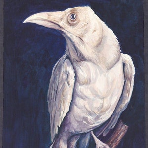 Aliferous - Watercolor White Raven Fine Art Print by Kimberly Carissa Art