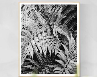 Ferns Print - Ferns Wall Art, Botanical Photography, Home Decor, Botanical Art Print, Ferns Wall Art