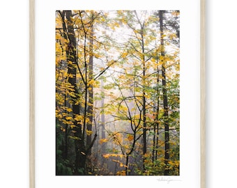Autumn Woods Photography Print, PNW Forest Wall Art, Golden Trees, Pacific Northwest