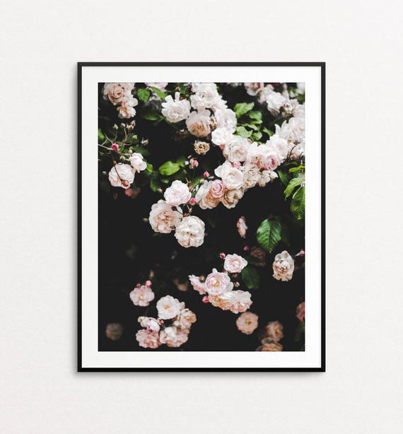 Roses Photograph - Floral Photography, Springtime in Paris, Home Decor, Pink, White, Floral Print Art, Floral Wall Art, Roses Wall Art