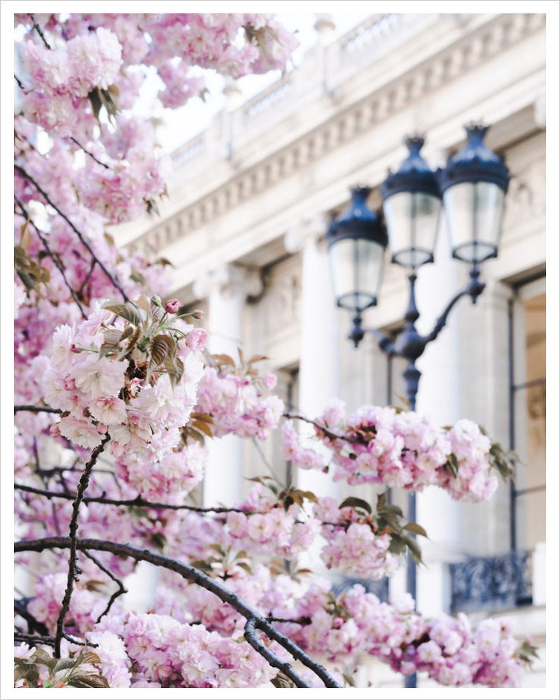 Paris Print Paris Print Paris Photography Paris Wall Art Paris Cherry Blossoms Paris Decor Springtime in Paris Paris Bedroom Decor
