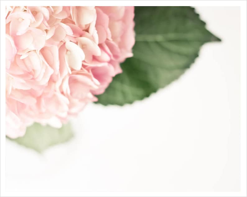 White Hydrangea Photo Floral Wall Art Floral Photography Floral Print Ethereal Photo Hydrangea Print Pink Dreamy Photo Home Decor