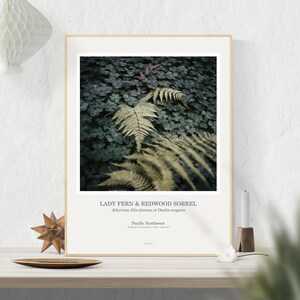 Op de afbeelding: Een ingelijste botanische print met een close-up van vrouwelijke varen en redwood-zureklaverbladeren. De print is getiteld "Lady Fern & Redwood Sorrel" met de wetenschappelijke namen "Athyrium filix-femina et Oxalis oregana" en "Pacific Northwest".