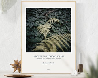 Botanical Art Print: Lady Fern & Redwood Sorrel, Fern Poster, Fern Wall Art, Fern Print, PNW Art