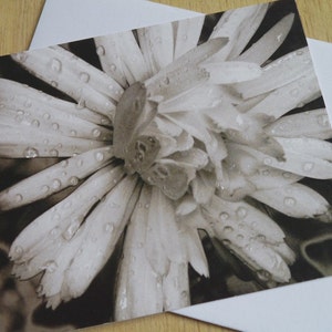 Flotador de caléndula // Tarjeta de felicitación de fotografía en blanco y negro // Tarjeta de felicitación de flores // Floral // Naturaleza - Flotador - Soñador - Gotas de lluvia