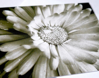 Marigold // Black And White Photography Greetings Card // Blank Card // Flower Photography // Note Card // Close-Up - Garden - Floral Art