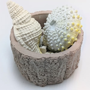 Könnte beinhalten: Ein kleiner, grauer, strukturierter, zylindrischer Topf mit einer weißen Muschel und einem weißen und gelben Seeigel darin.