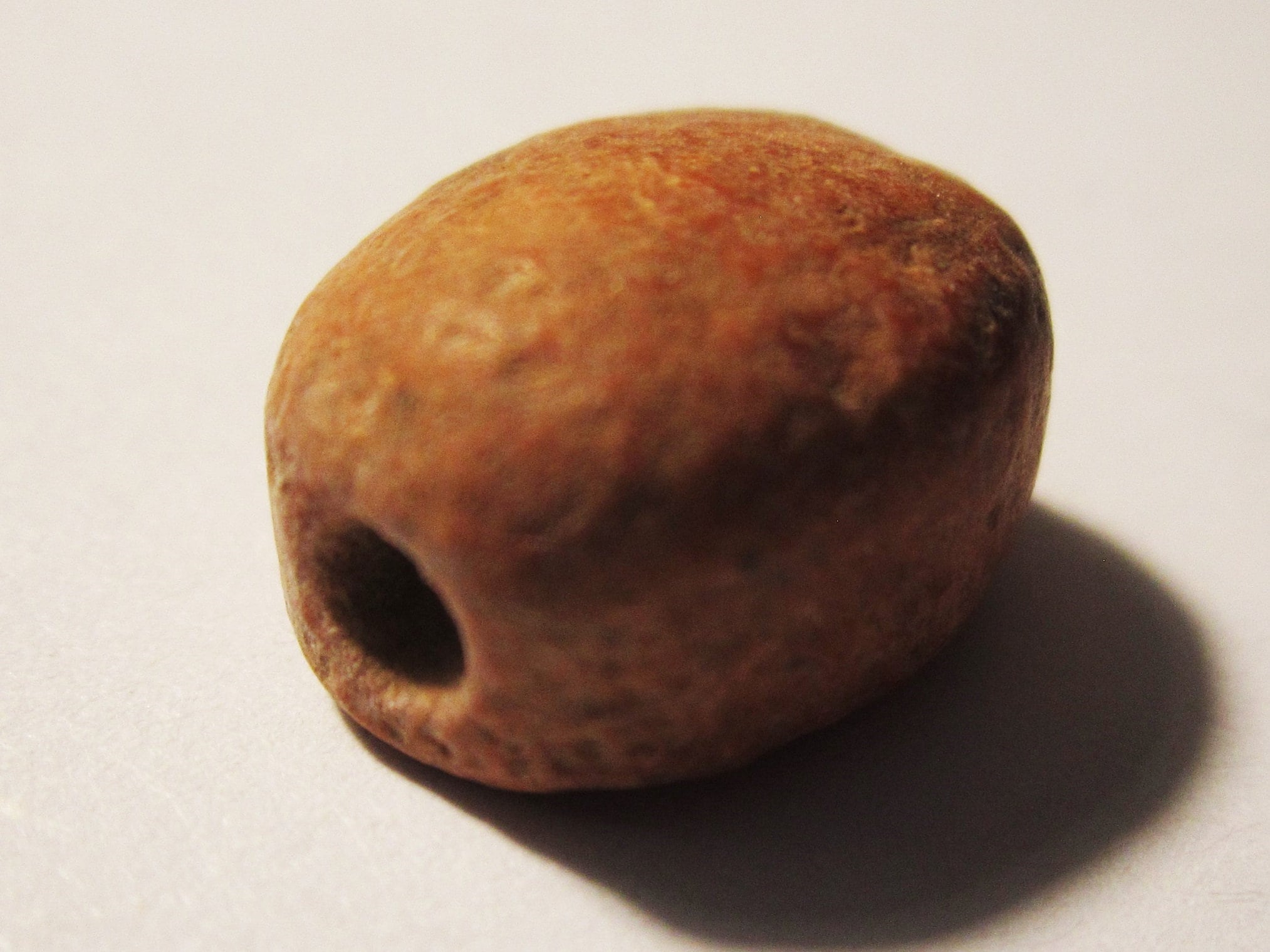 本物の古代エジプトのテラコッタ製スカラベのお守り - 新王国時代の