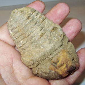 Puede incluir: Un trilobites fosilizado, un artrópodo marino prehistórico, se sostiene en una mano. El fósil es de color marrón claro con crestas detalladas y un área marrón amarillento más oscura en un extremo. La textura parece áspera y pedregosa.