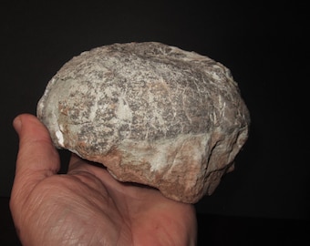 Fossil Hadrosaur Egg from Cretaceous 145 to 66 Million Year Old Dinosaur Egg