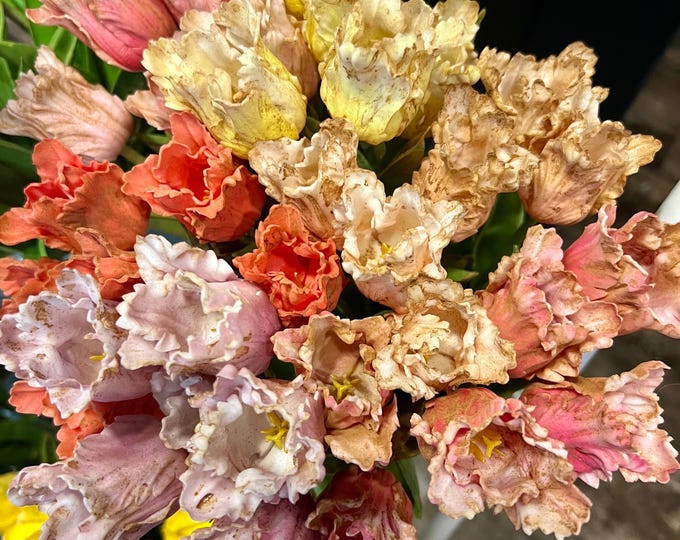 12” primitive grungy spring dyed set of frilly parrot tulips Raggedy Junction