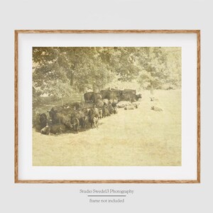 May include: A sepia-toned photographic print featuring a herd of cattle resting in a grassy field under the shade of large trees. The image is presented within a light-colored mat and a wooden frame, with the text Studio Swede13 Photography below.