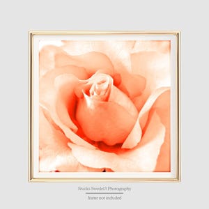 Orange Blossom- Rose Photography, Rose Art Print, Garden Photography, Peach Flower Botany Art, Nature Photograph, Large Orange Flower Print