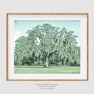 May include: A framed photograph of a large, green oak tree with Spanish moss hanging from its branches. The tree is in a field of green grass. The photograph has a vintage, faded look.