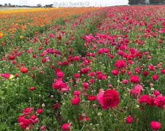 Fields of Flowers- California Landscape Art, Flower Field, Wildflower Print, Pink Flowers, Nature Photography, Colorful Farmhouse Flower Art