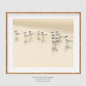 May include: A group of white seabirds with orange beaks stand on a sandy beach with shallow water. The birds are facing different directions and some are preening their feathers.