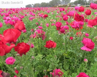 Pink Passion- Pink Flower Landscape Photo, Carlsbad Flower Fields, Wildflower Print, Pink Papavers, Nature Beauty Photography, Botanische kunst