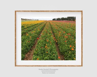 Yellow Daze- Landscape Print, Flower Field Art, Country Field, Wildflower Print, Flower Art Print, Nature Photography, Farmhouse Wall Decor