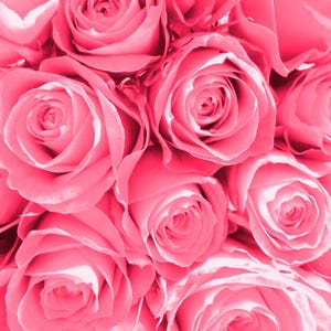 May include: A bouquet of pink roses with soft petals and a delicate, romantic feel.