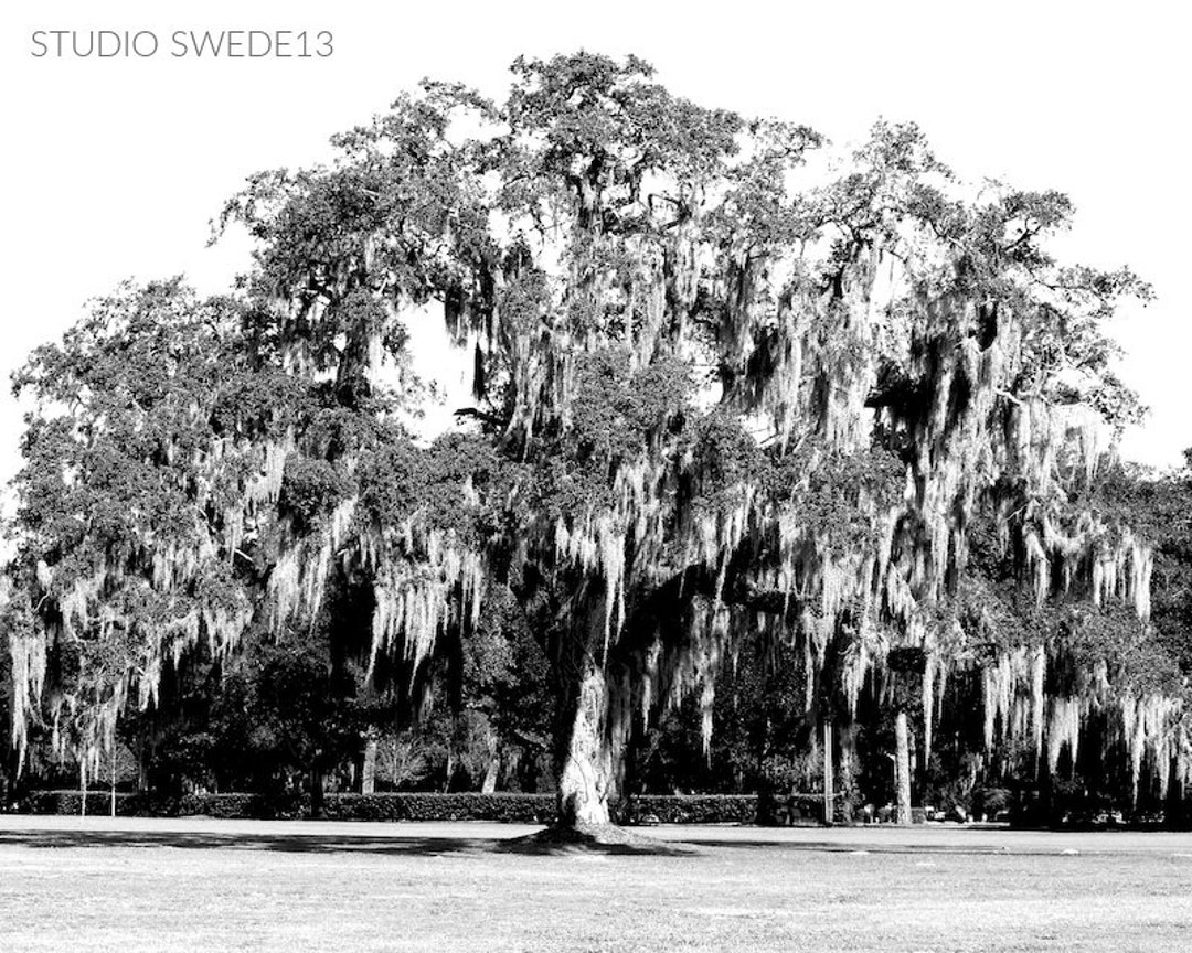 Black And White Willow Tree Photography