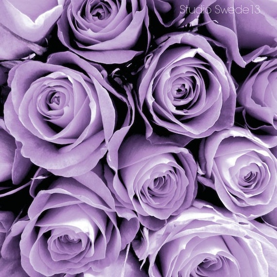 Lavender Love Purple Rose Flower Art Print Cottage Chic Garden