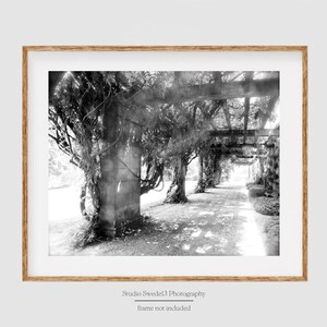 Wisteria Vines- Biltmore Black and White, Nature Landscape, Tree Photography, North Carolina Landscape Print, Biltmore Estate Asheville Art