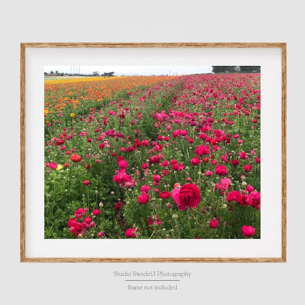 Fields of Flowers- California Landscape Art, Flower Field, Wildflower Print, Pink Flowers, Nature Photography, Colorful Farmhouse Flower Art