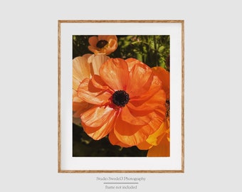 Flor de naranja - Estampado de flores de naranja, Estampado de flores silvestres de granja, Arte botánico naranja, Estampado de amapolas naranjas, Arte floral, Flores de amapola coral
