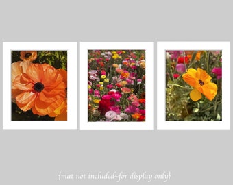 Galería Rainbow Fields: flores de peonía rosa, naranja y amarilla, arte de jardín botánico, juego de 3 impresiones de flores, impresión floral colorida, campos de flores