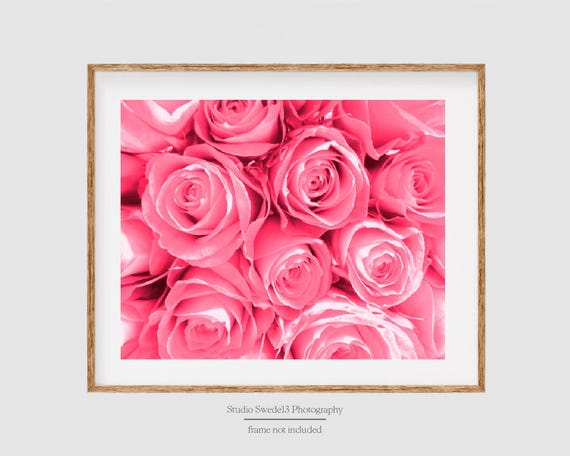 Pink Sherbet- Pink Rose Art Print, Cottage Chic Garden Photo, Pink Flower Photo, Romantic Pink Roses Modern Botanical Print, Rose Garden Art