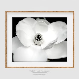 May include: A close-up black and white photograph of a white magnolia flower with a dark background. The flower is in full bloom and the center of the flower is visible.