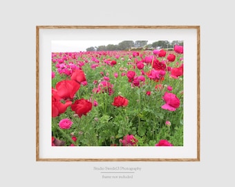 Pink Passion- Pink Flower Landscape Photo, Carlsbad Flower Fields, Wildflower Print, Pink Poppies, Nature Beauty Photography, Botanical Art