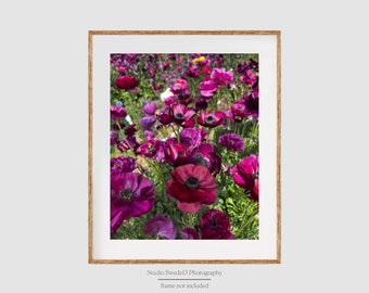 Millas de Magenta: Fotografía de paisaje de campo de flores moradas, arte rural, impresión de flores silvestres de granja, fotografía de naturaleza con flores de lavanda