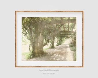 Wisteria Vines- Biltmore Landscape, Nature Photography, Tree Print, Tree Art, North Carolina Landscape Print, Biltmore Estate, Asheville Art