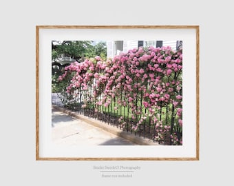 Gate Adorned- Charleston Wall Art Print, Pink Flowers, Charleston Landscape, Garden Art, Travel Art, Southern Art Print, Springtime
