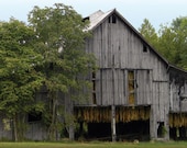 Tobacco Barn - 24 quot x 12 quot Print - FREE SHIPPING
