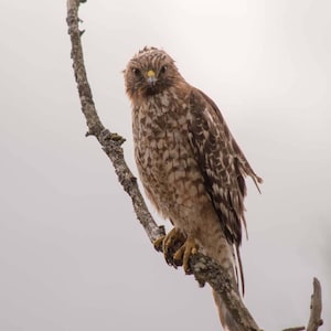 Red-tailed Hawk Photo, Bird Photography, Nature Photography, Hawk Art, Hawk Print, Bird Print, Hawk Wall Art, Bird Lover Gift, Bird Photo