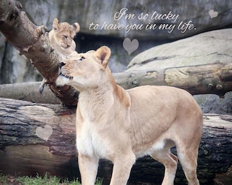 African Lion Print Animal Photography Lion Wall Art Lion Etsy
