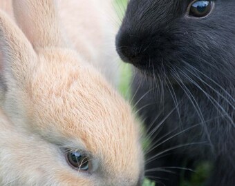 Picture of Cute Bunny Rabbits in Grass, Nursery Wall Art, Blond and Black Baby Bunnies, Easter Bunny, Baby Rabbits Children's Room Art Print