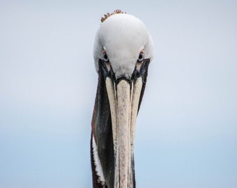 Brown Pelican Photo, Coastal Bird Portrait, Avian Photography, Seabird Art, Pelican Print, Gift for Bird Lover, Bird Picture, Nature Print